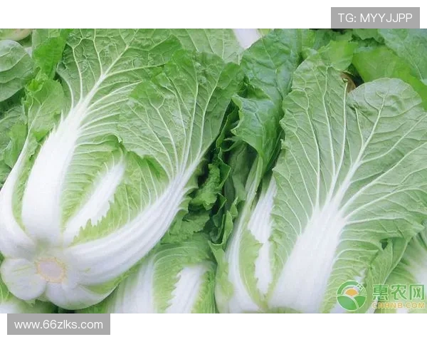 全面解析白菜信息：种植技巧与市场动态
